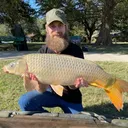 goldcyprinus