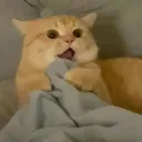 narsqqq