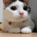 nolother
