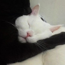 avatar ⋆. Riley ‧₊˚♪