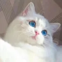 eyou_kitty4098