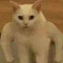 daskittycat