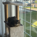 avatar LegallyBlonde