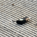 avatar 2002LexusEs300DarkBluePearl