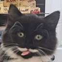 avatar 2002LexusEs300DarkBluePearl