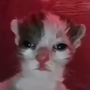 avatar Куникулёр