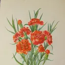 ilang_ilang.852