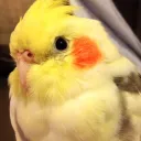 memethis