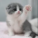 turtlepaw