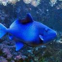 avatar Anna das Lügerkind