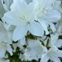 midoriiro_5819