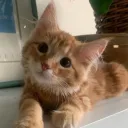catsareprettycool.