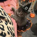 catsareprettycool.