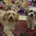 avatar Γιαγιά μαρτσκα