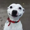 ziuqi