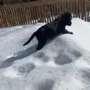 thesealroro
