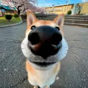 dogex_ez avatar