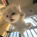 kao.ys