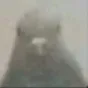exclamationmark_pigeon