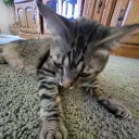 ctopherrex