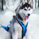 avatar Drama Lama Akira