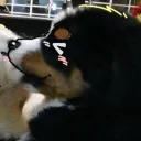 jetnyan12