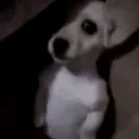 _dark11