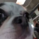 baconongfuel