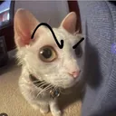 mxritorious