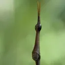 alyxvantarax27