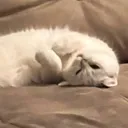 yoj.i