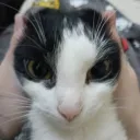 andreackerman avatar