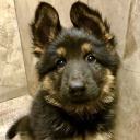 avatar ` 𝒂𝒓𝒊𝒃𝒆𝒍𝒍𝒂 `