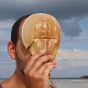alessandro.zomparelli