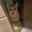 avatar Albaner mit Katana