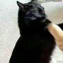 tecomoelboquin0