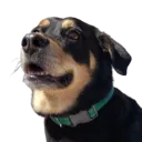 missvibe