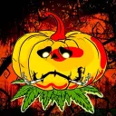 stonerpumpkins4022