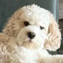 maddies.co