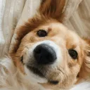 ashyjj