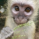 avatar 𝒍𝒐𝒕𝒕𝒂