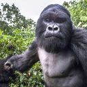 avatar Ninja Balunga 🐾