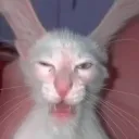 manelh_11