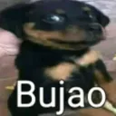 bujaoo