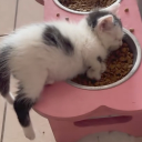 avatar Shreklover47?