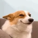 webdevv