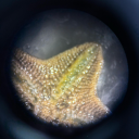 avatar butter chicken butt