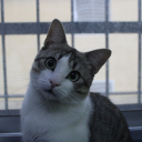 Arto