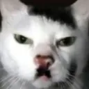 wittep