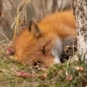 meiteifox